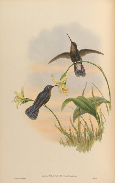 Pinarolaema buckleyi = Colibri coruscans coruscans - John Gould